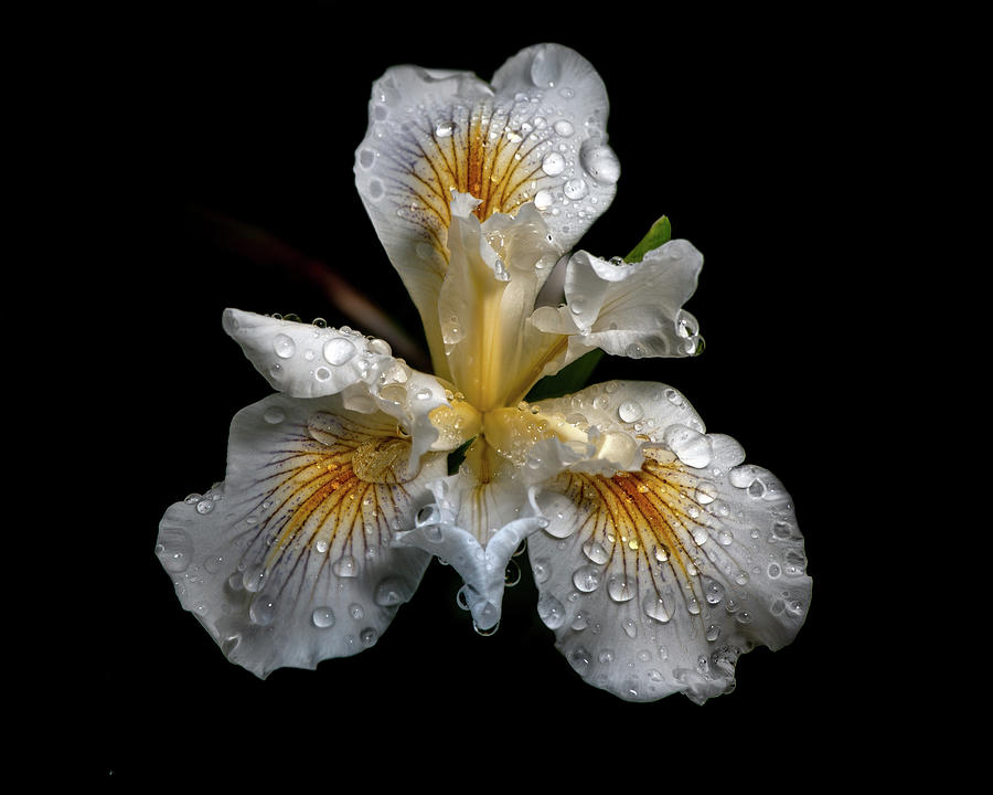 African Iris, Dietes iridioides, on black background with water  Photograph by Alessandra RC