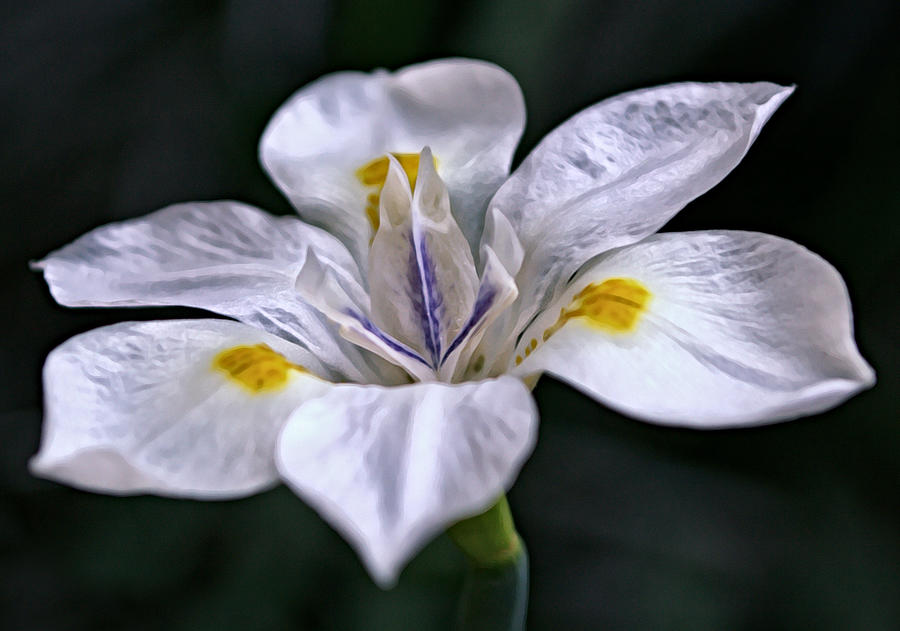 African Iris Flower Detail Photograph by Gaby Ethington