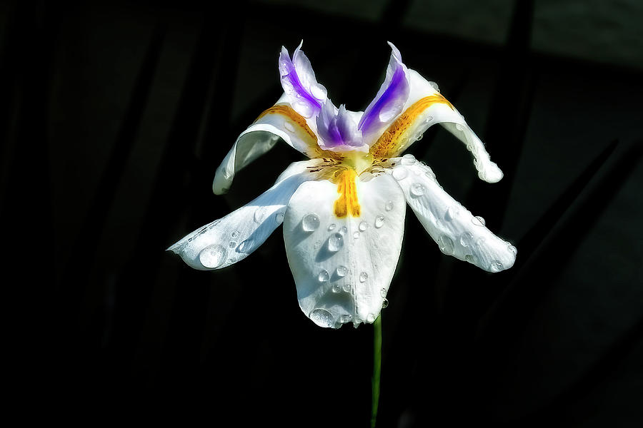 Nature Photograph - African Iris Raindrops by Kay Brewer