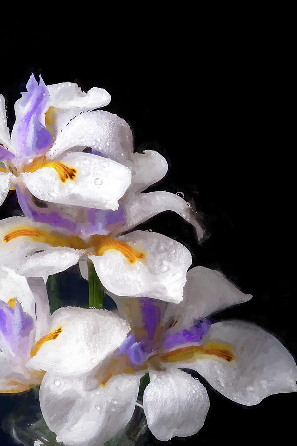 African Irises - XXII-P Photograph by W Chris Fooshee