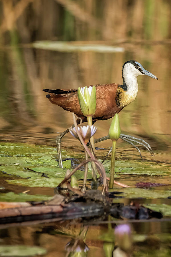 African Jacana Stepping Through Water Lilies Photograph by Belinda Greb