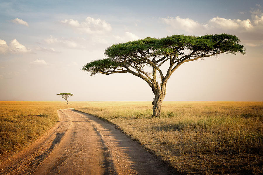 African Journey - Tanzania Photograph by Daniel Nahabedian