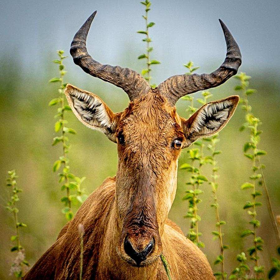 https://images.fineartamerica.com/images/artworkimages/mediumlarge/3/african-kudu-wildlife-by-logan.jpg