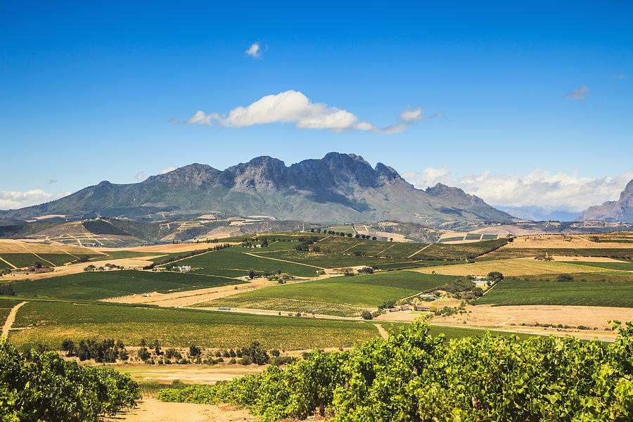 African Landscape Vineyard Region Stellenbosch South Africa Photograph by Terrababy