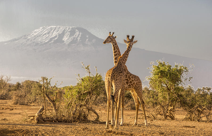 African landscape with giraffes and Kiimanjaro, Selenkay, Amboseli, Kenya Photograph by Brittak