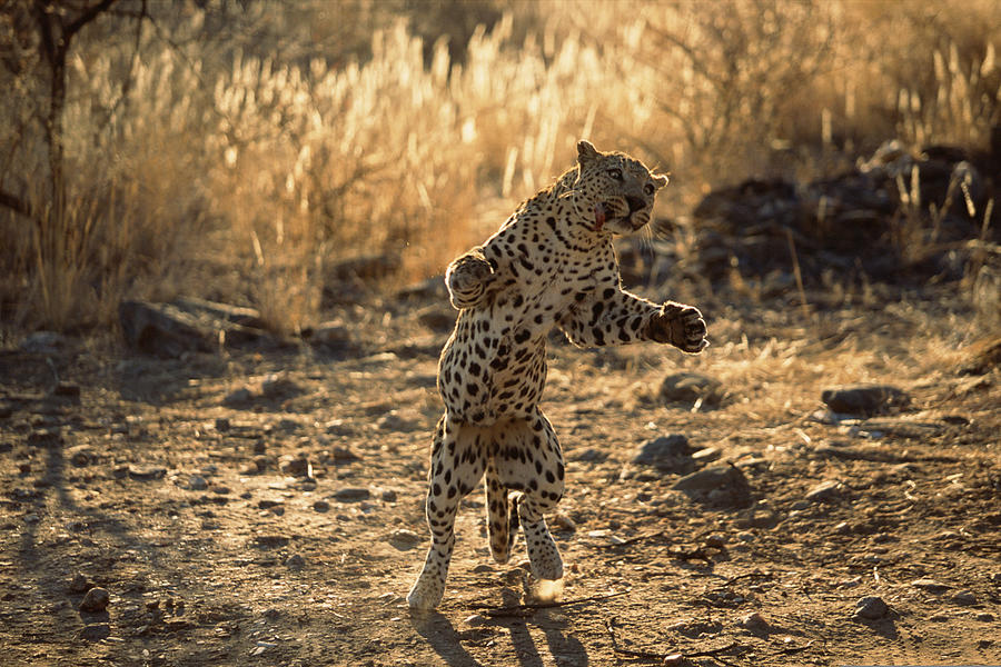 African leopard on hind legs , Namibia , Africa Photograph by Comstock Images