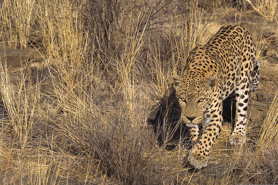 African leopard stalking through grass , Namibia , Africa Photograph by Comstock Images