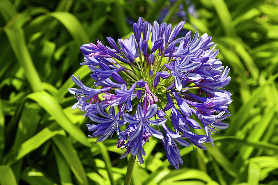 African Lily Photograph by Sally Weigand