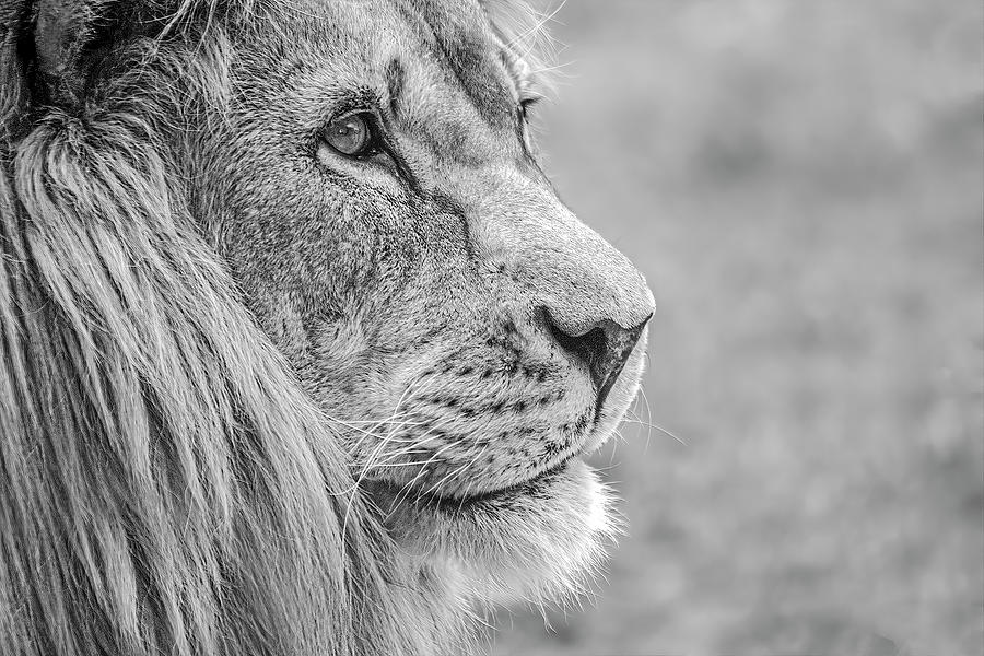 African Lion-004-M Photograph by David Allen Pierson | Fine Art America