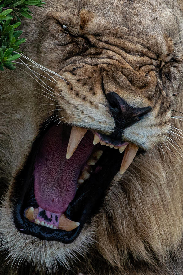 African Lion Close-up of teeth Photograph by Matt Swinden