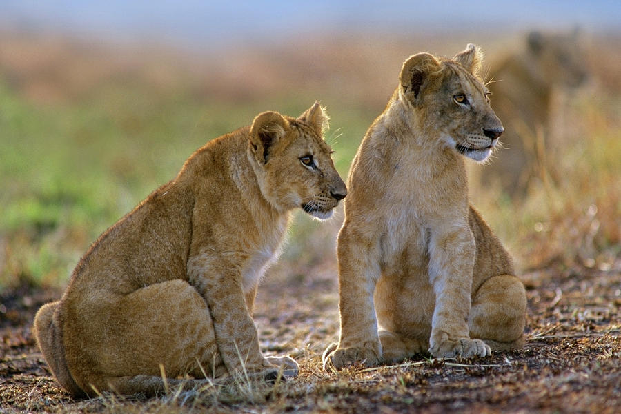 African Lion Cubs Photograph By Tim Fitzharris - Fine Art America