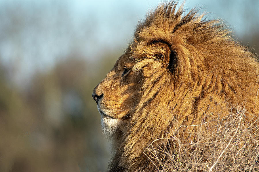 Lion Digital Art - African Lion by Darren Wilkes