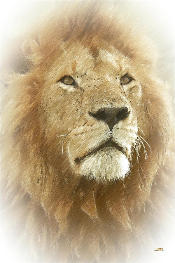 African Lion - DWP1207312 Drawing by Dean Wittle