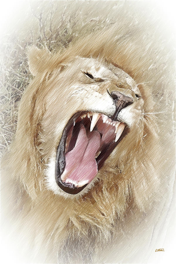 African Lion - DWP1240284 Drawing by Dean Wittle