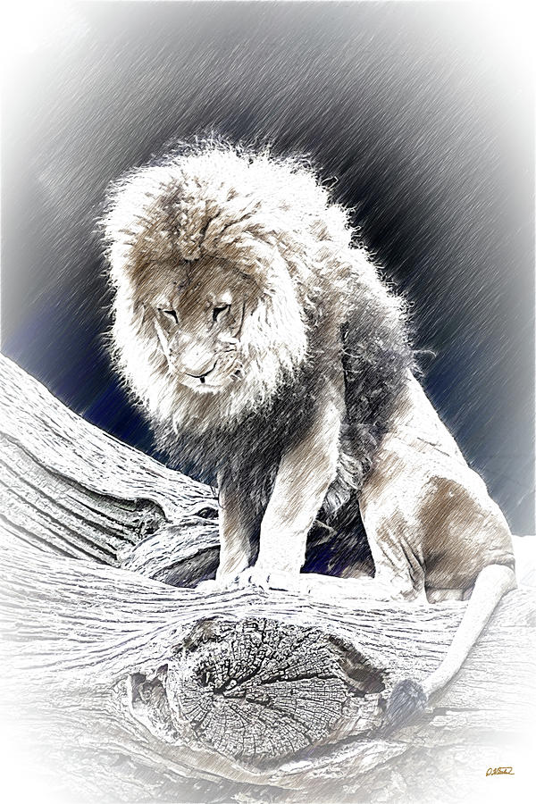 African Lion - DWP3796587 Drawing by Dean Wittle