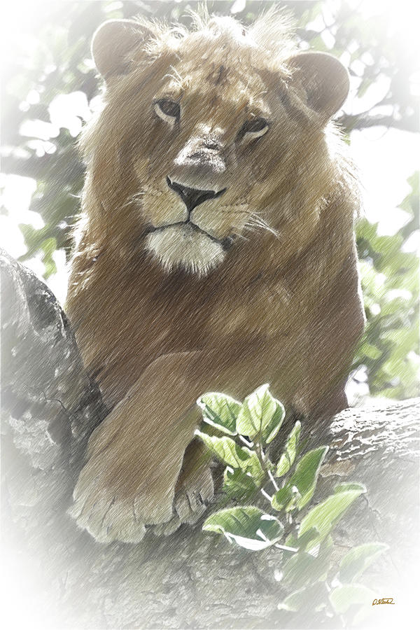 African Lion - DWP4828189 Drawing by Dean Wittle