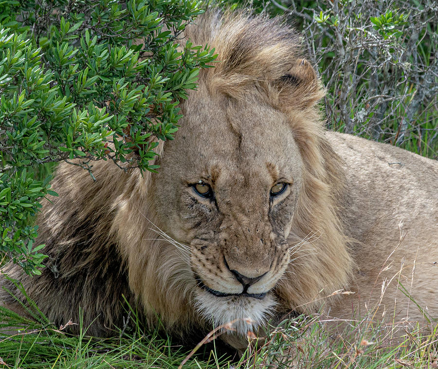 African Lion Grimacing Photograph by Matt Swinden