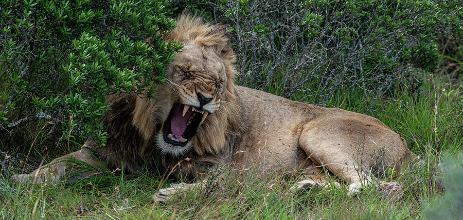 African Lion Growling Photograph by Matt Swinden