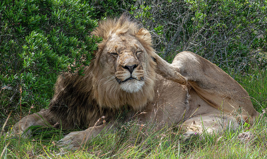 African Lion Itching Photograph by Matt Swinden