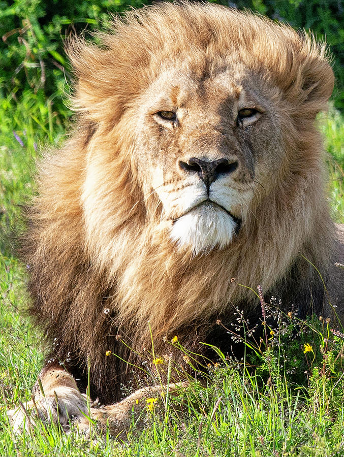 African Lion King Photograph by Matt Swinden