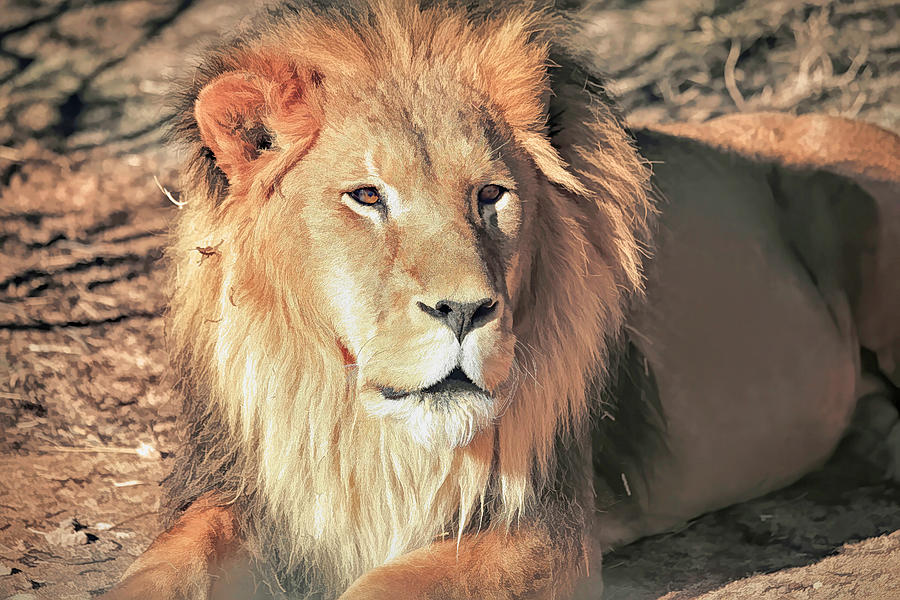 African Lion- Lazarus Photograph by Donna Kennedy