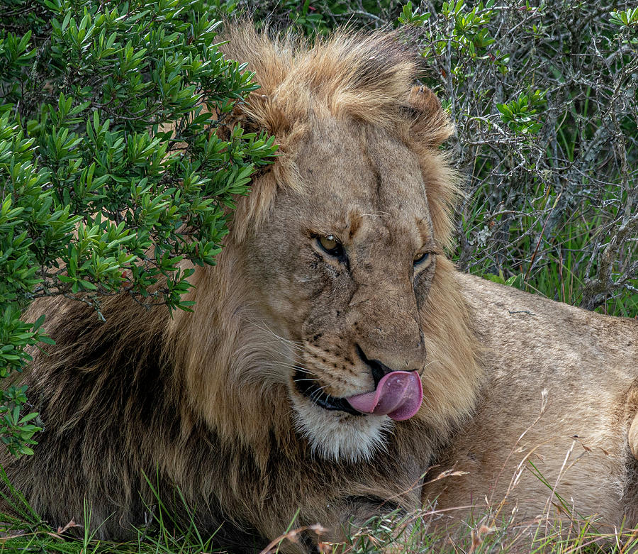 African Lion licking his nose Photograph by Matt Swinden