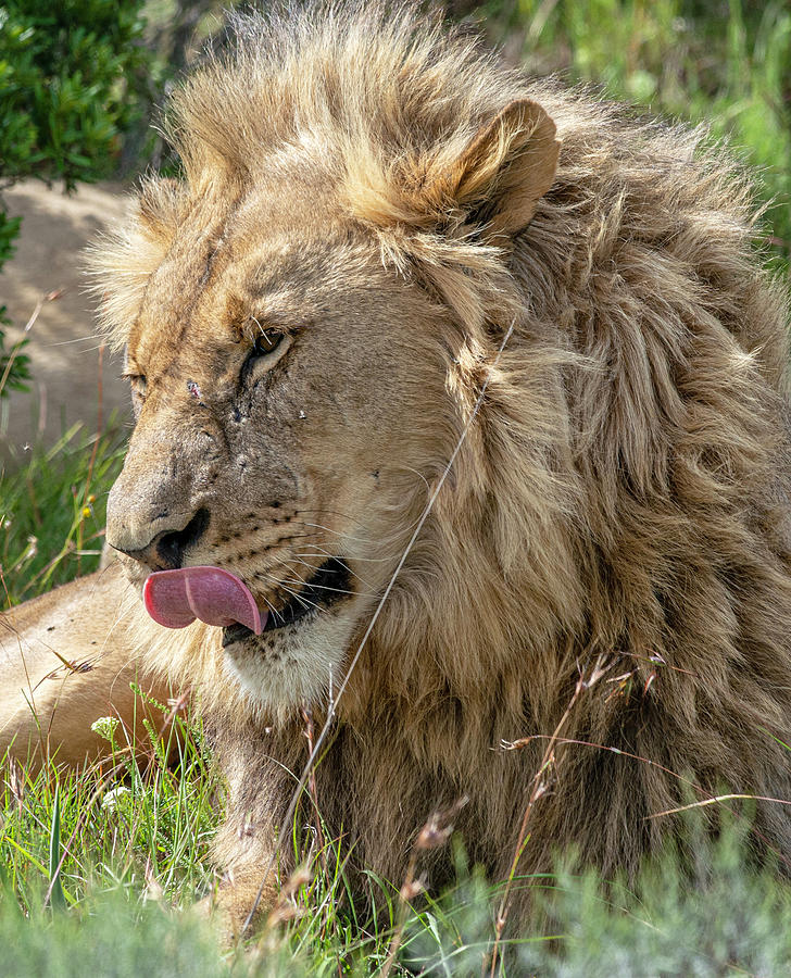 African Lion licking Photograph by Matt Swinden