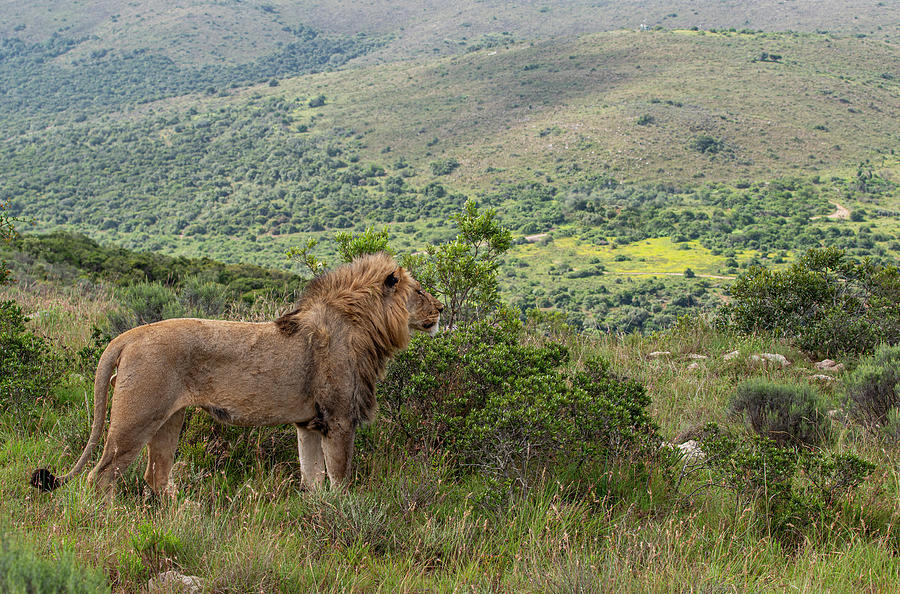 African lion looking over his domain Photograph by Matt Swinden