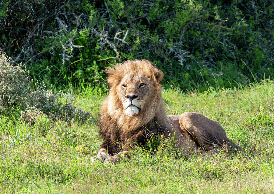 African Lion Lying in Grass Photograph by Matt Swinden