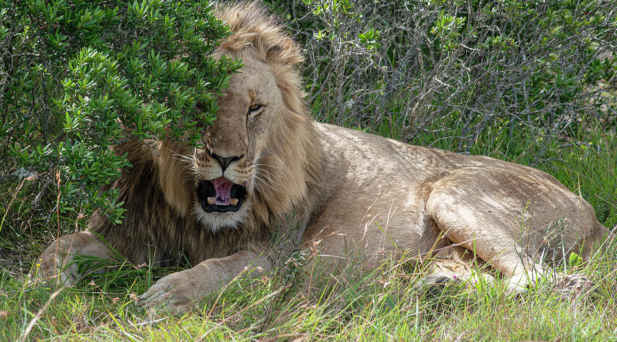 African Lion lying in the bush Photograph by Matt Swinden