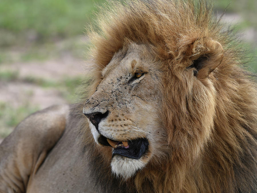 African Lion Male  Photograph by Steve Somerville
