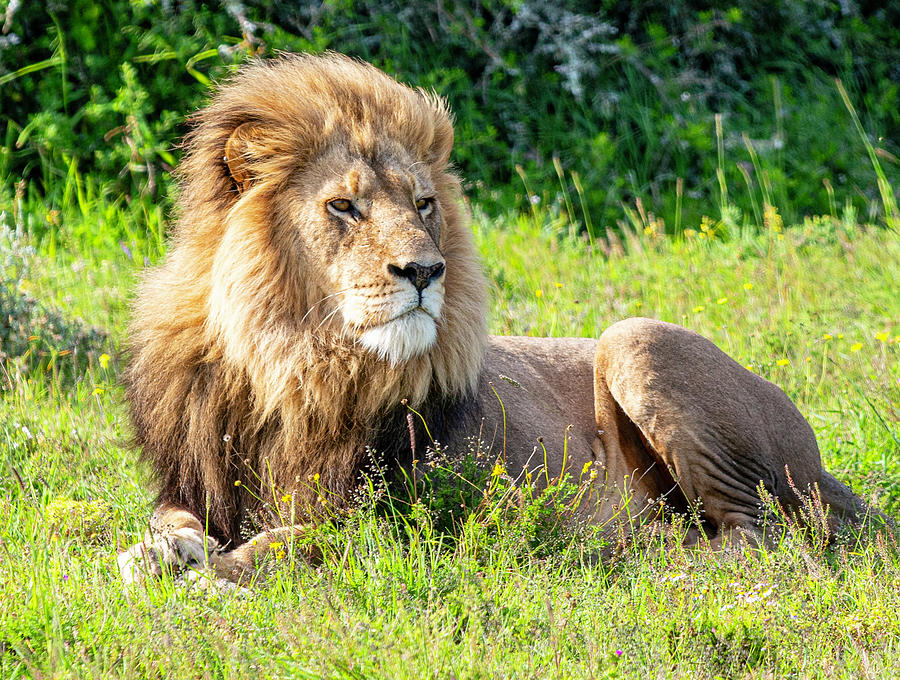 African Lion Photograph by Matt Swinden