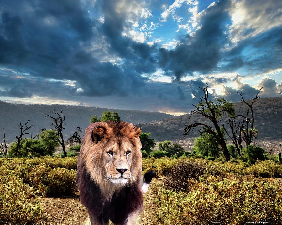 African Lion Digital Art by Norman Brule
