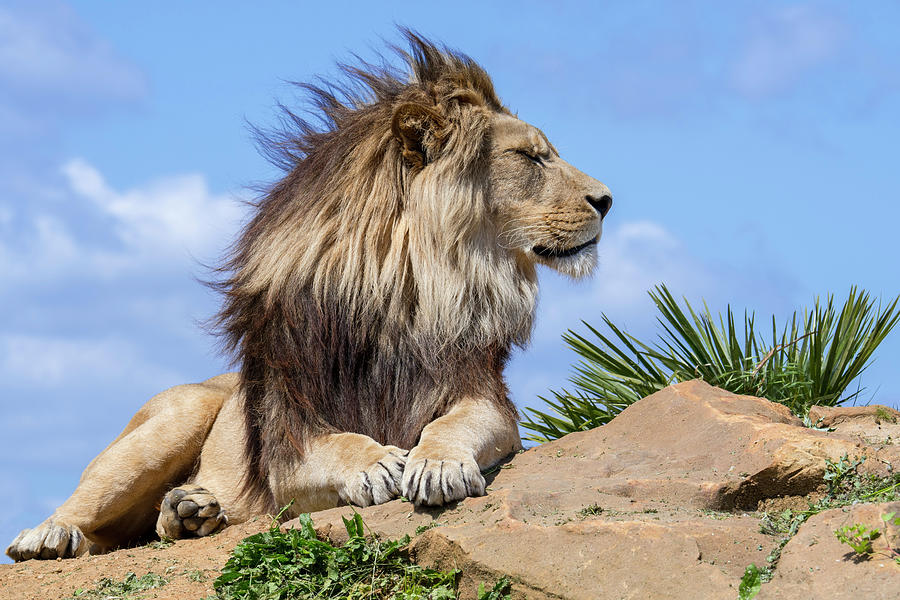 African Lion on Windy Day Photograph by Arterra Picture Library
