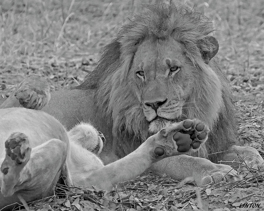 African Lion Pair Digital Art by Larry Linton