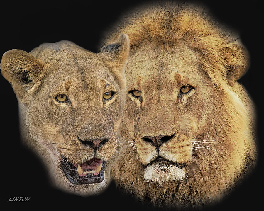 African Lion Pair1 Cps Digital Art by Larry Linton