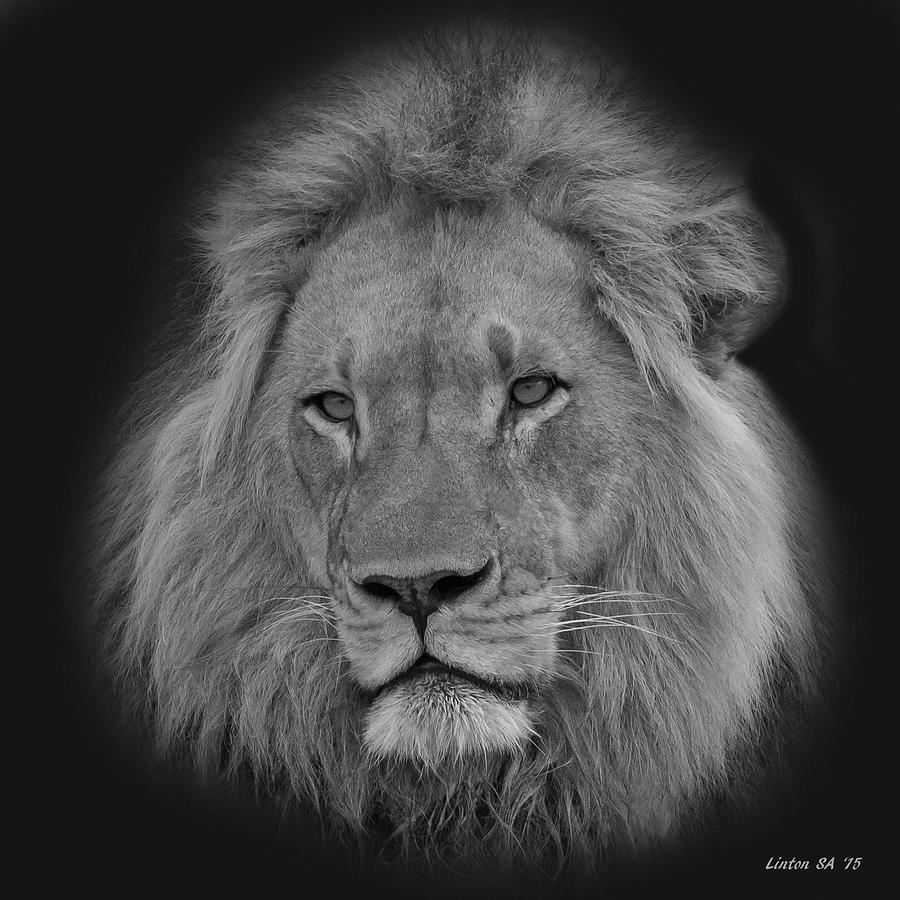 African Lion Portrait 8 Photograph by Larry Linton