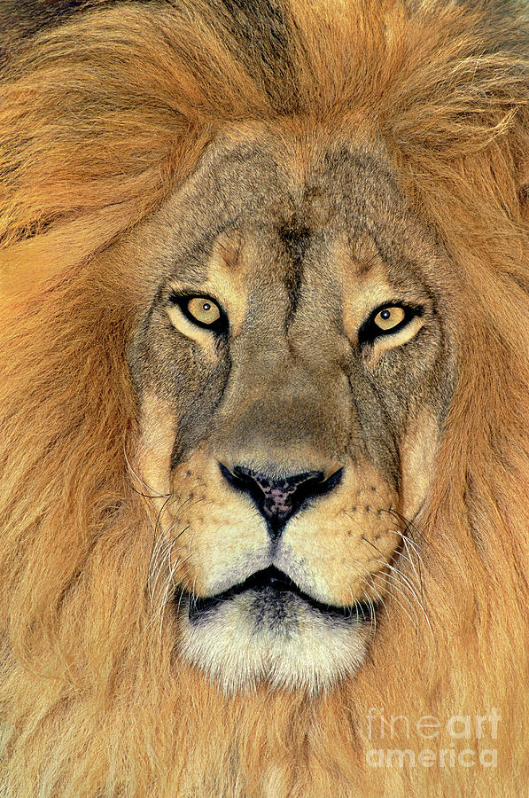 African Lion Portrait Wildlife Rescue Photograph by Dave Welling