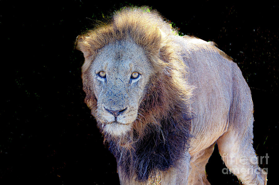 African Lion Photograph by Pravine Chester