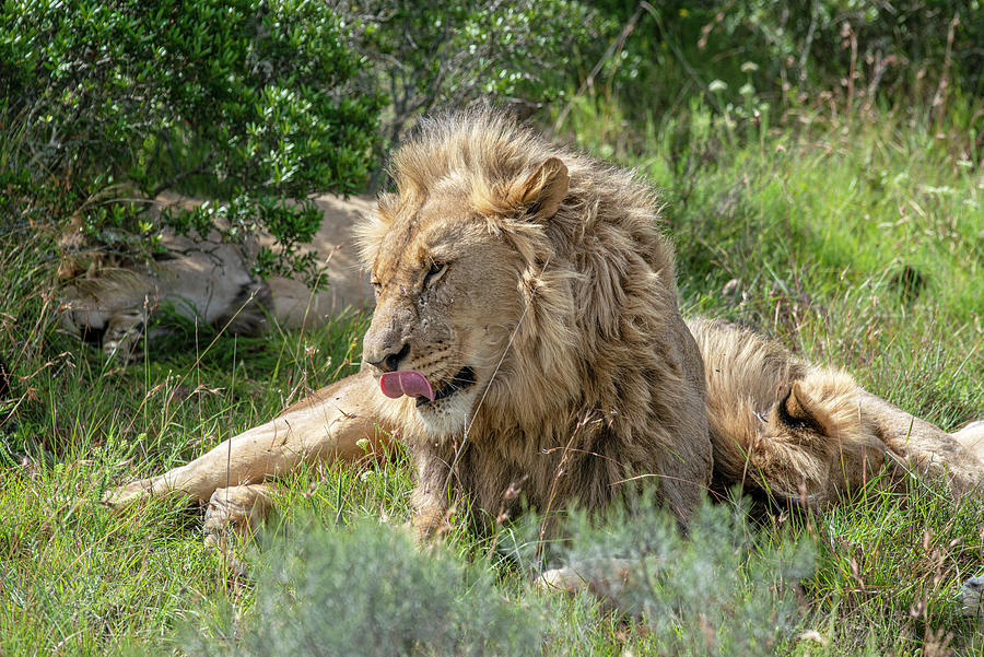 African Lion resting in the bush Photograph by Matt Swinden
