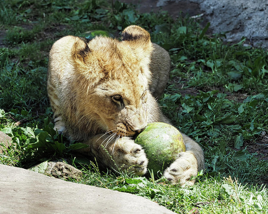 African Lion Photograph by Scott Olsen