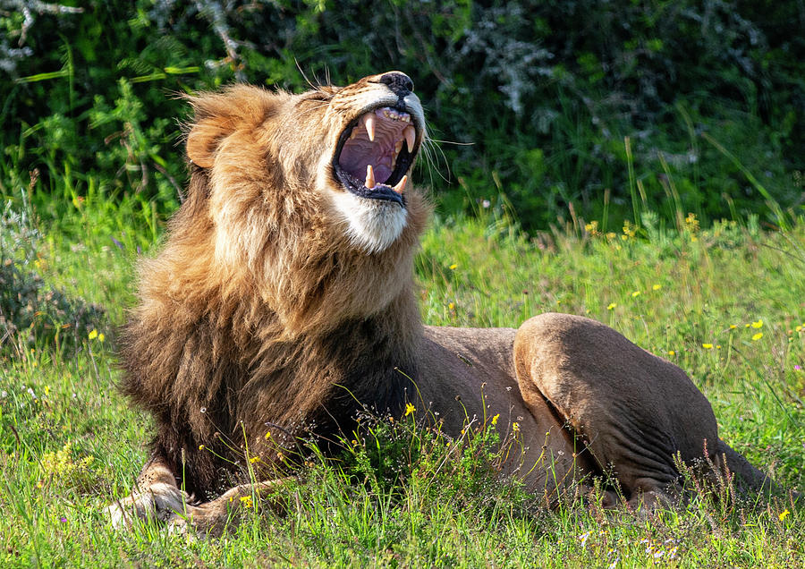 African Lion showing teeth Photograph by Matt Swinden