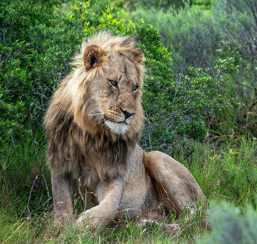 African Lion sitting Photograph by Matt Swinden