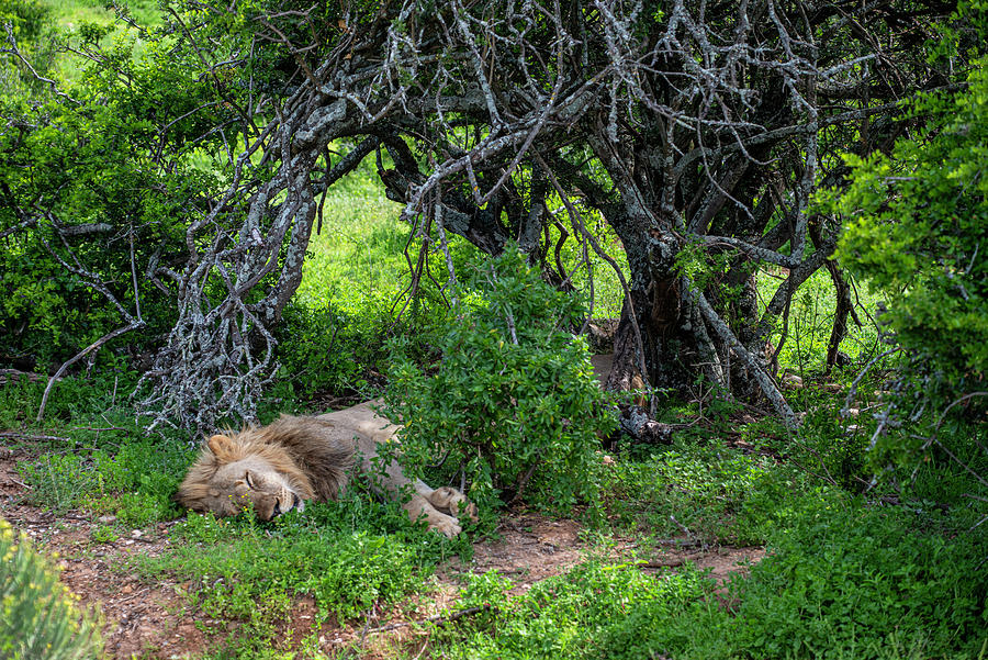 African Lion Sleeping Photograph by Matt Swinden