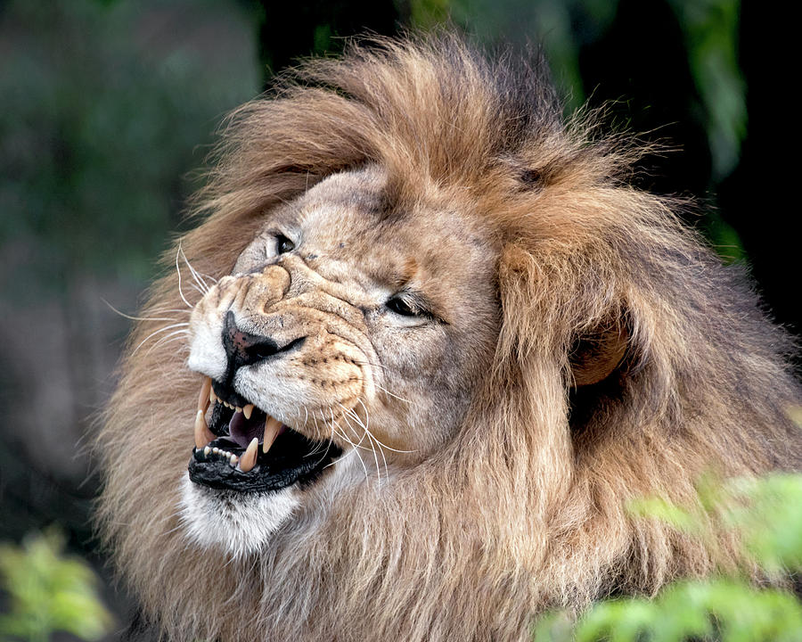 African Lion - Snarling Expression Photograph by Christopher Mazza ...