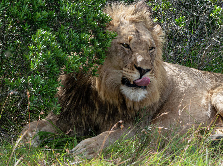 African Lion tongue Photograph by Matt Swinden