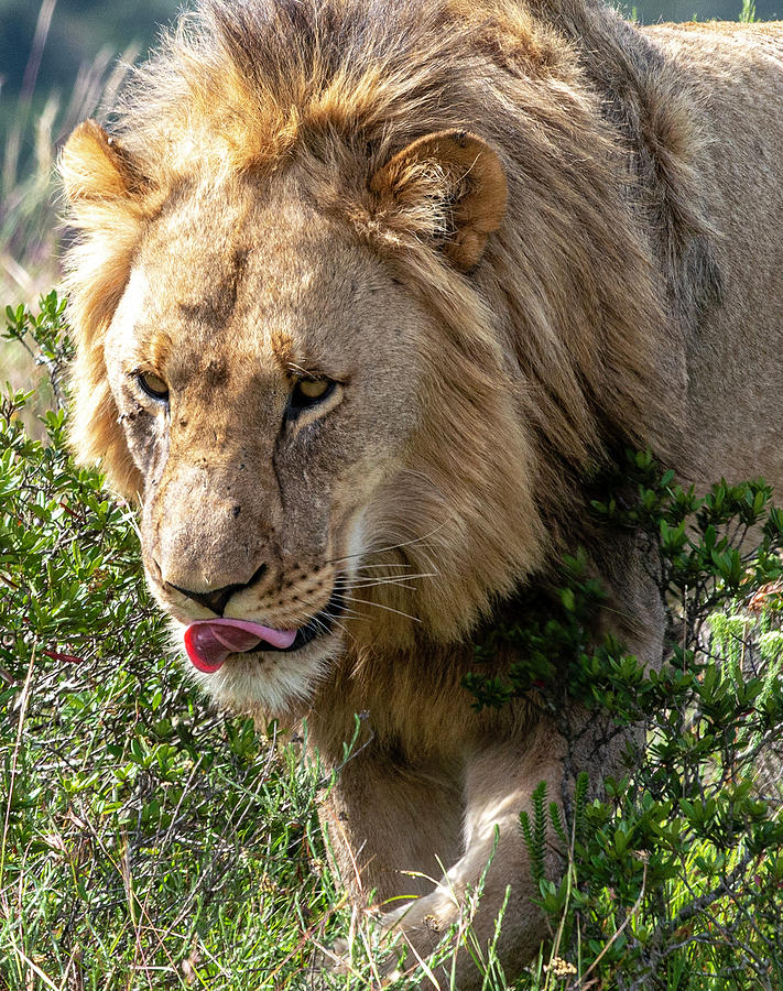 African Lion walking Photograph by Matt Swinden