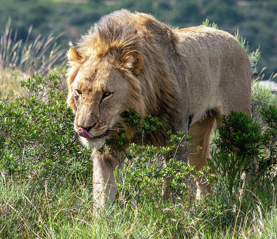 African Lion Walking through the bush Photograph by Matt Swinden