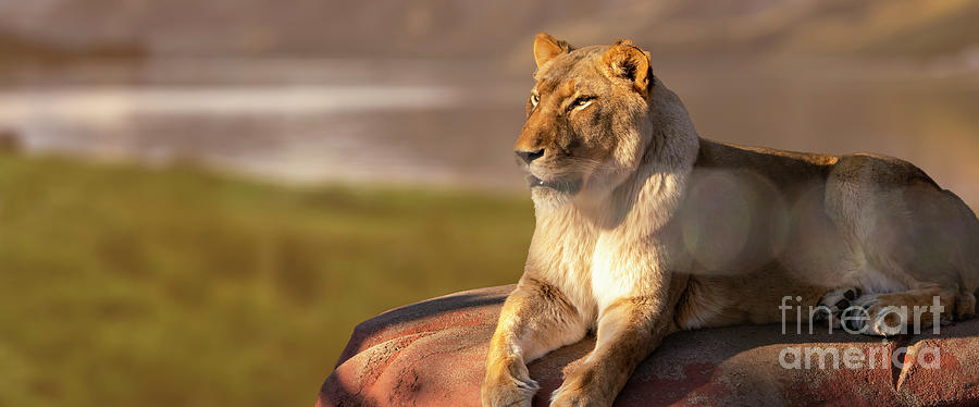 African Lioness Photograph