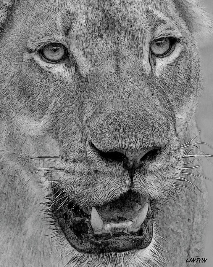 African Lioness Portrait Digital Art by Larry Linton
